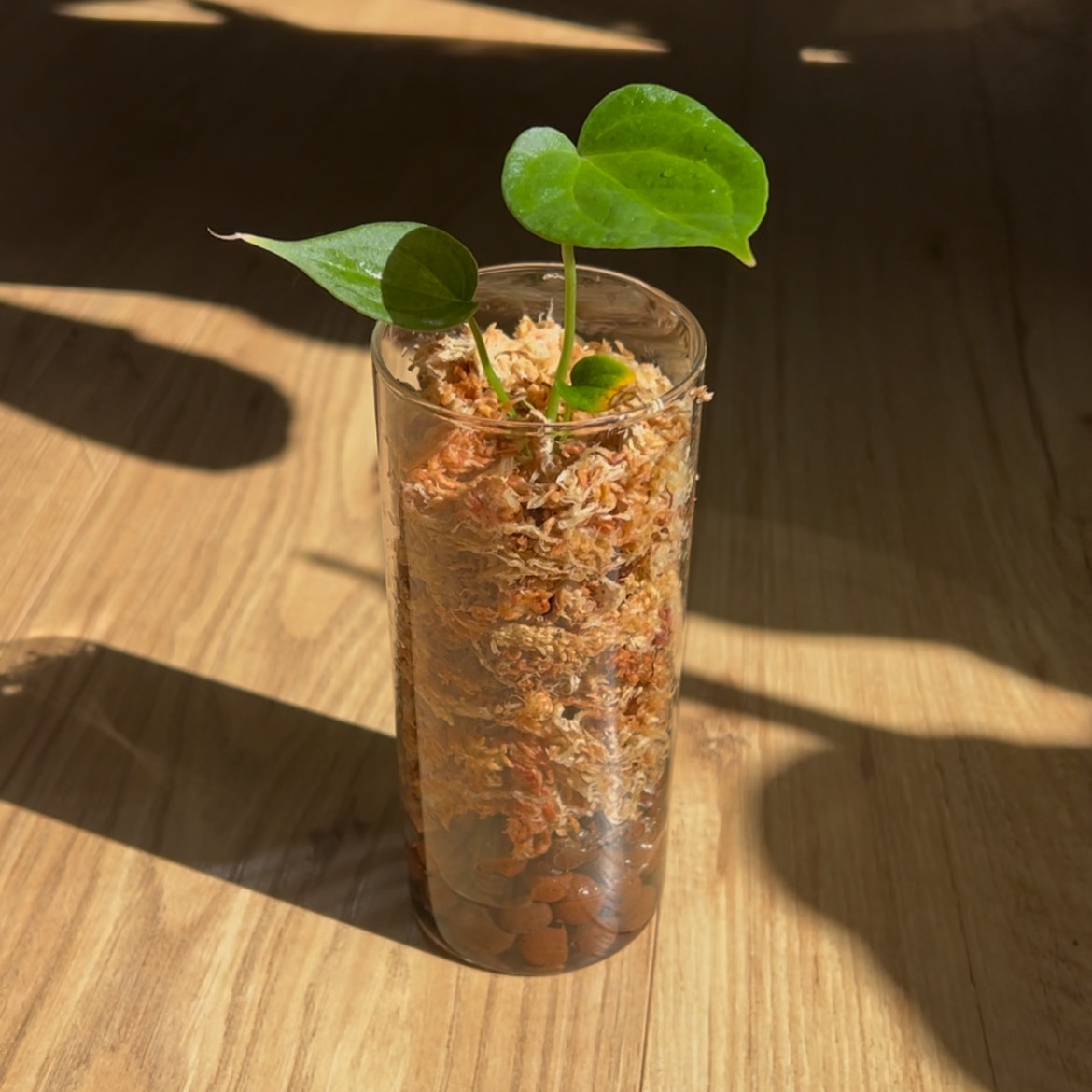 Pflanzen im Glas  thumbnail