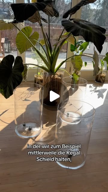 XXL Gläser kaufen  thumbnail