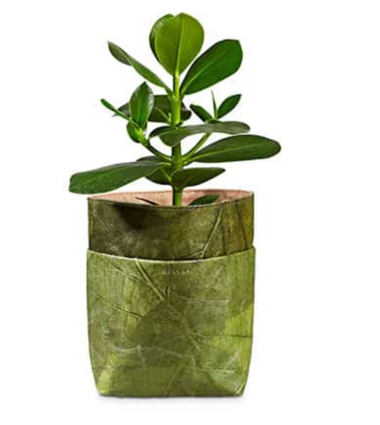 POD LEAF thumbnail