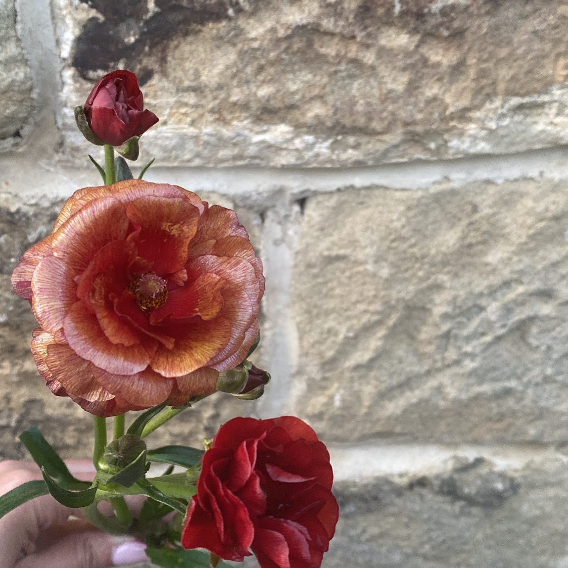 Happy Monday ✨ Totally crushing on these super gorgeous hades ranunculus butterfly roses from last weeks bouquets 💕 Exci