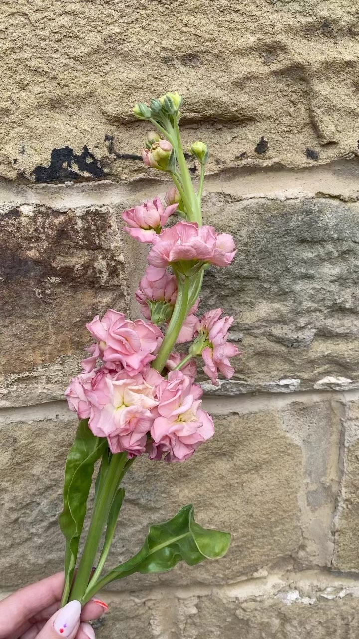 🌸 Happy Mother’s Day 🌸

#mothersday #mothersdaygift #love #floristandforest #florist #yorkshire #happymothersday #mother