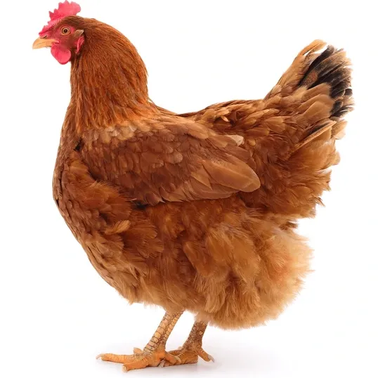 What's inside the Giving Machine? thumbnail