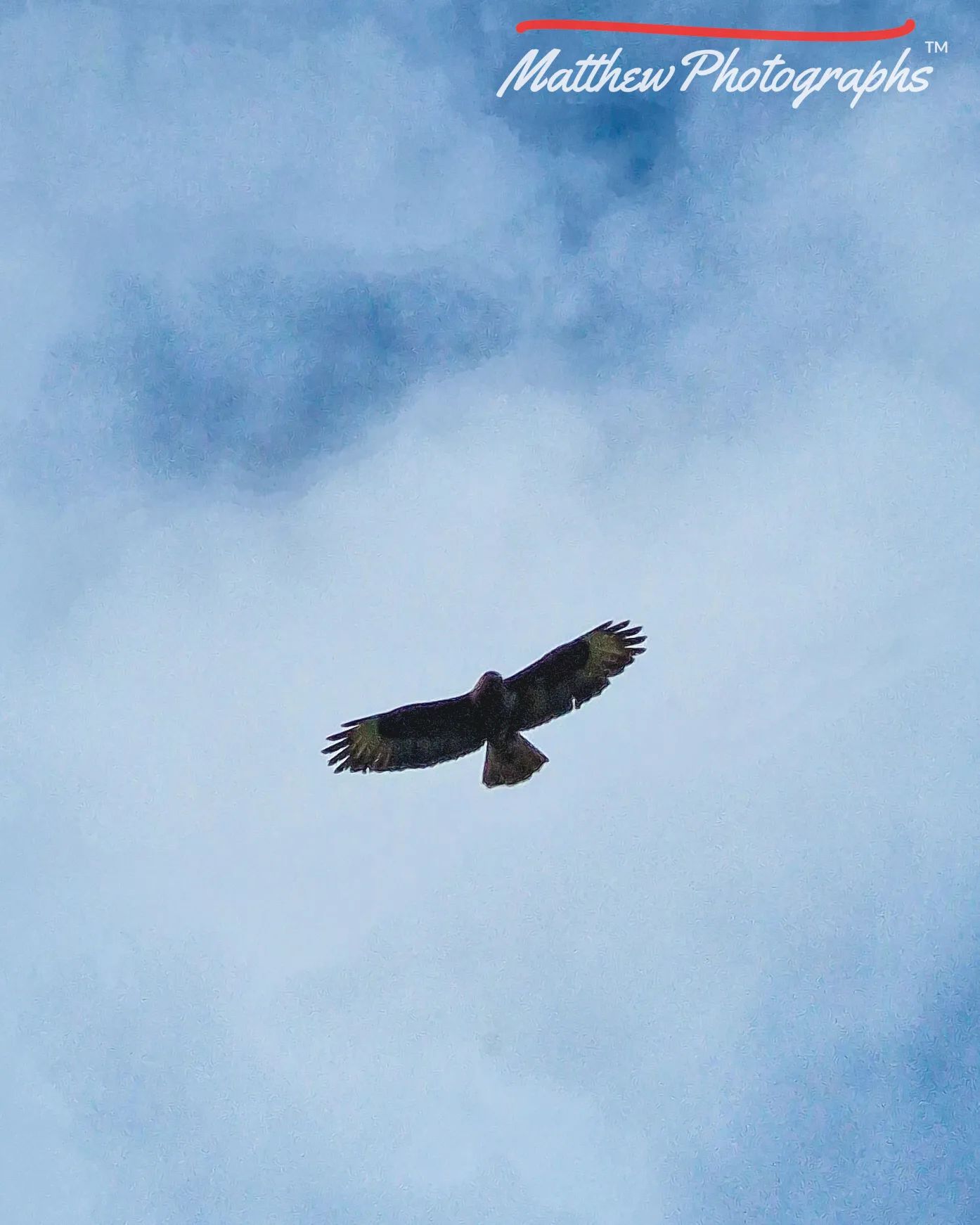 Beautiful Buzzard I captured today!
.
.
#Buzzard #bird #birdofprey #birdphotography #birdlovers #nature #naturelovers #n