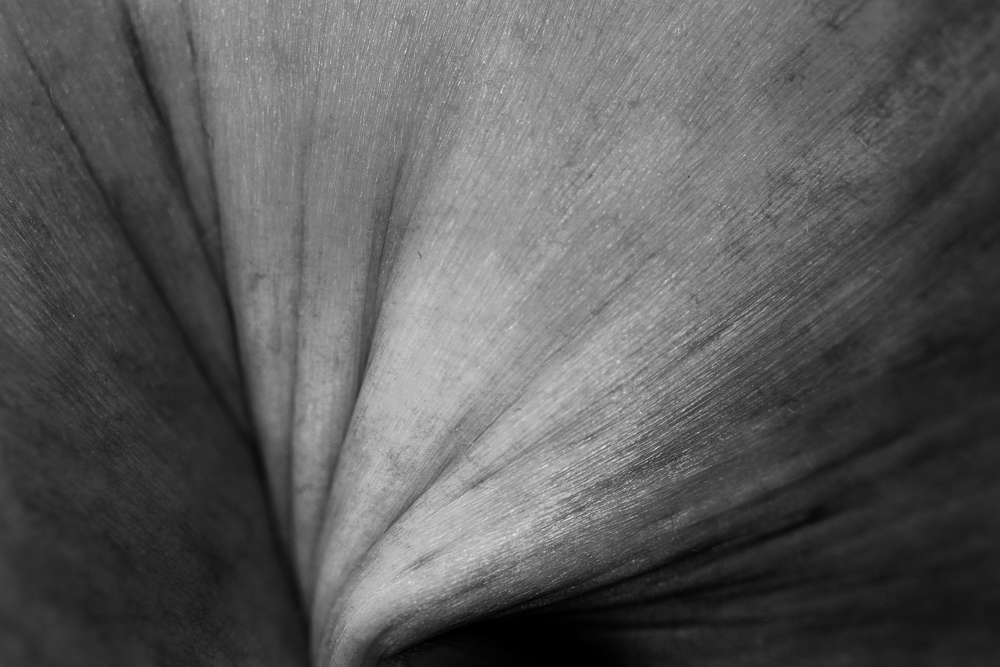 Fine Art thumbnail