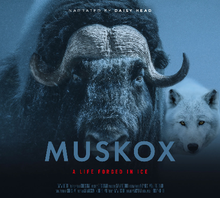 MUSKOX thumbnail
