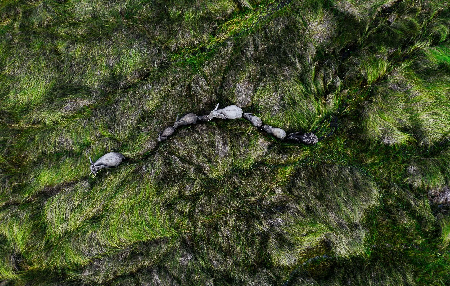 Life in the Frame: Respecting Wildlife from Above thumbnail