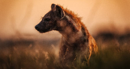 Interview with Sony: The Power of the Underdog thumbnail