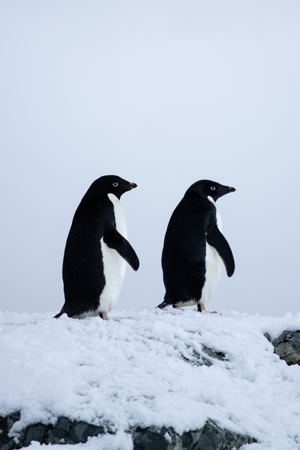 ANTARCTICA 🇦🇶 Group Trip  thumbnail