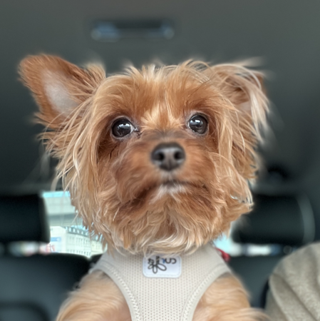 My 🐶🎀🫶 Stasha thumbnail