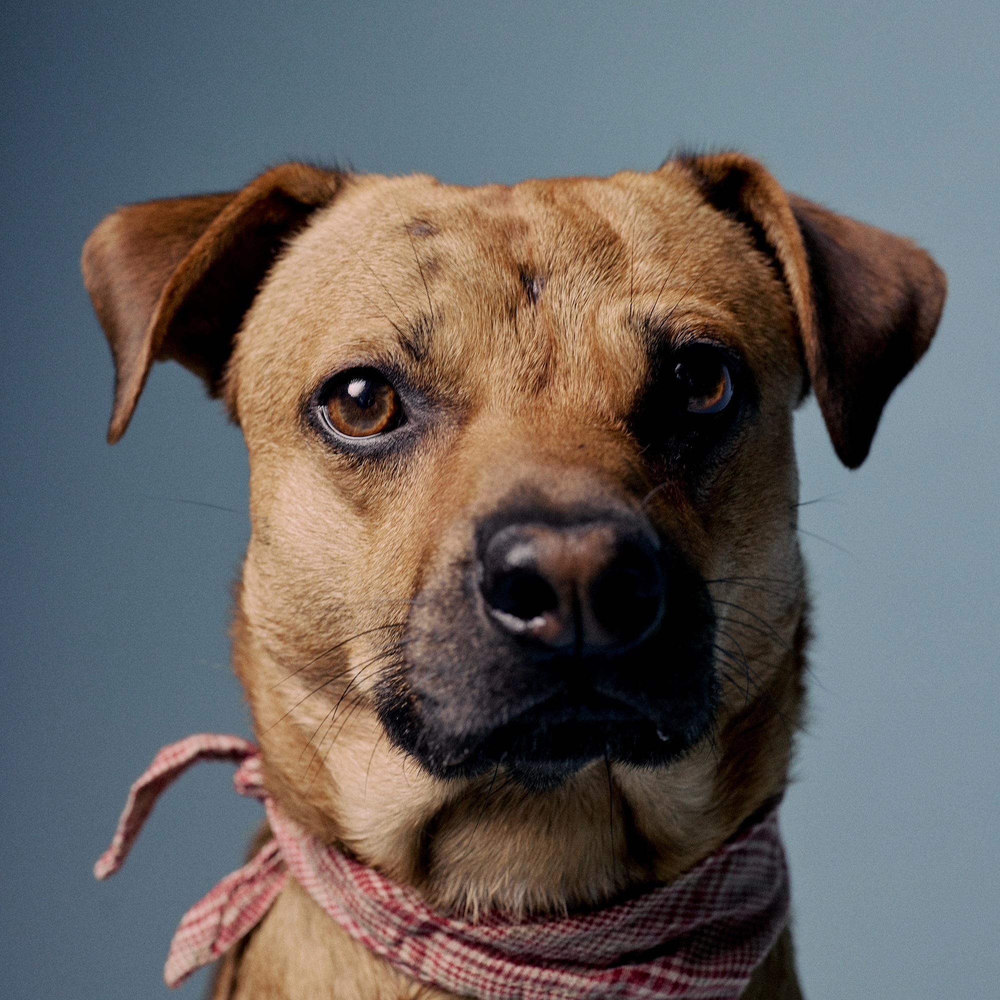 Gratis | Doggo Guide thumbnail