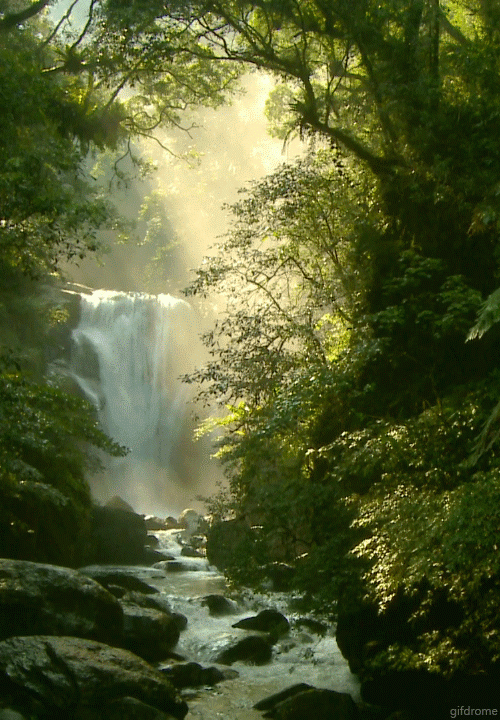 Forest Bathing thumbnail
