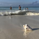 Tours, Transportation, and Shore excursions  thumbnail