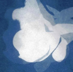 About cyantoypes thumbnail