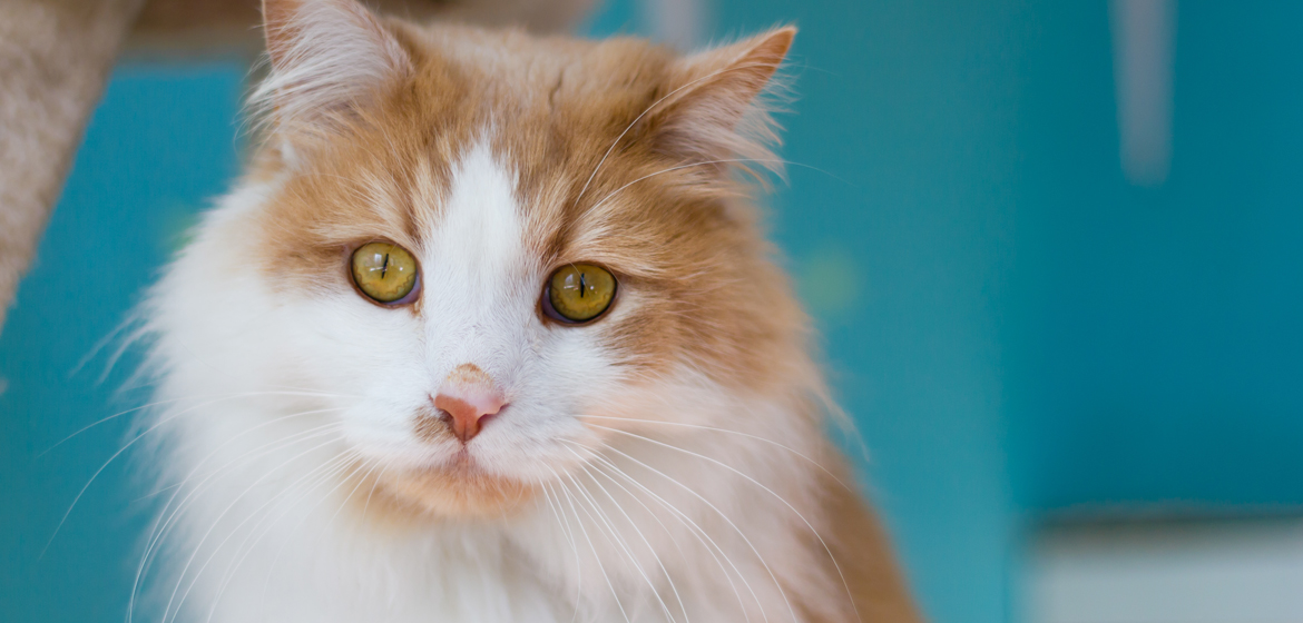 Catmosphere - Surry Hills thumbnail