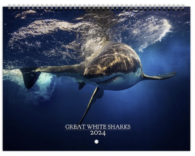 2024 Shark Calendar thumbnail