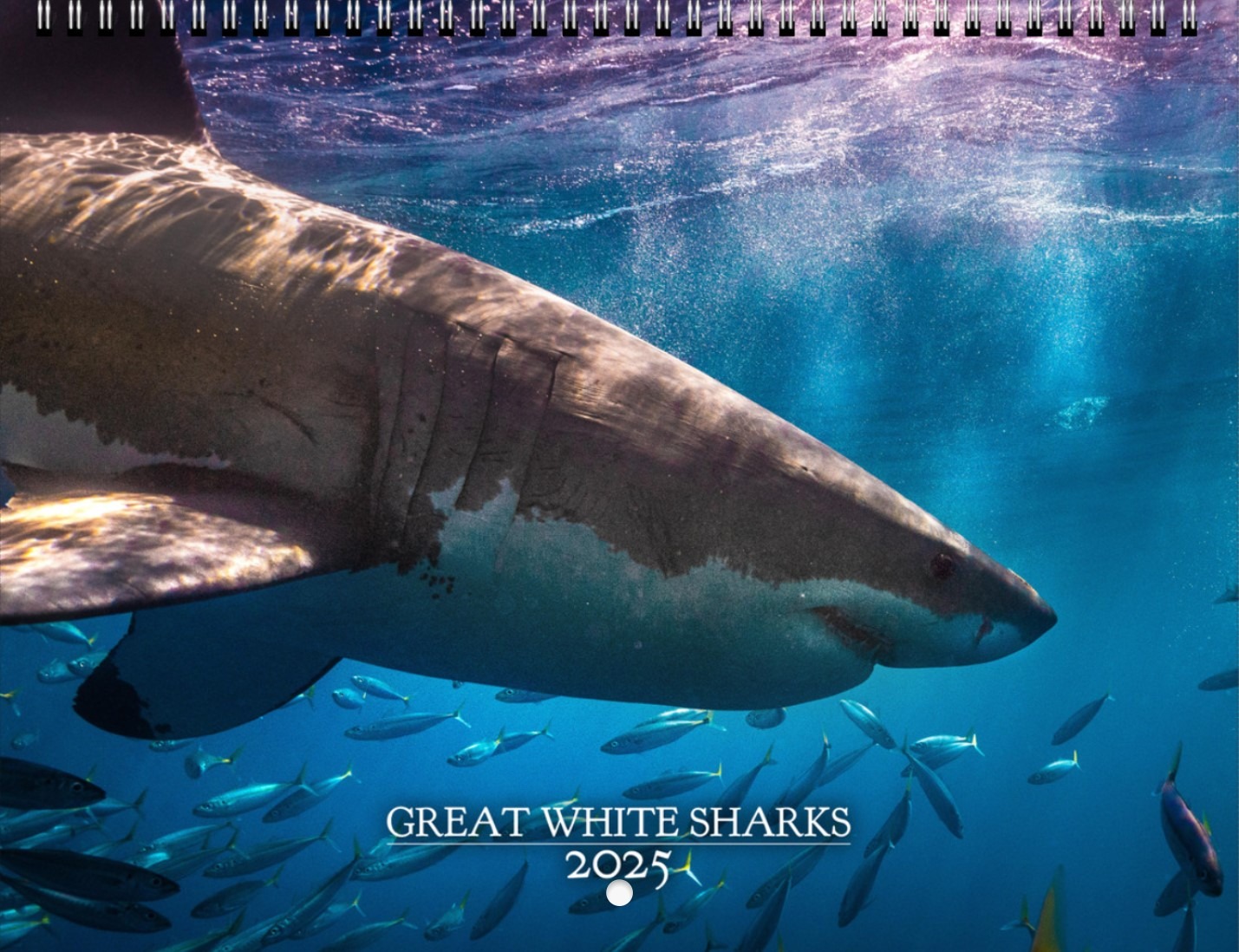 2025 Shark Calendar thumbnail