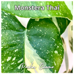 Ascolta Monstera Thai thumbnail