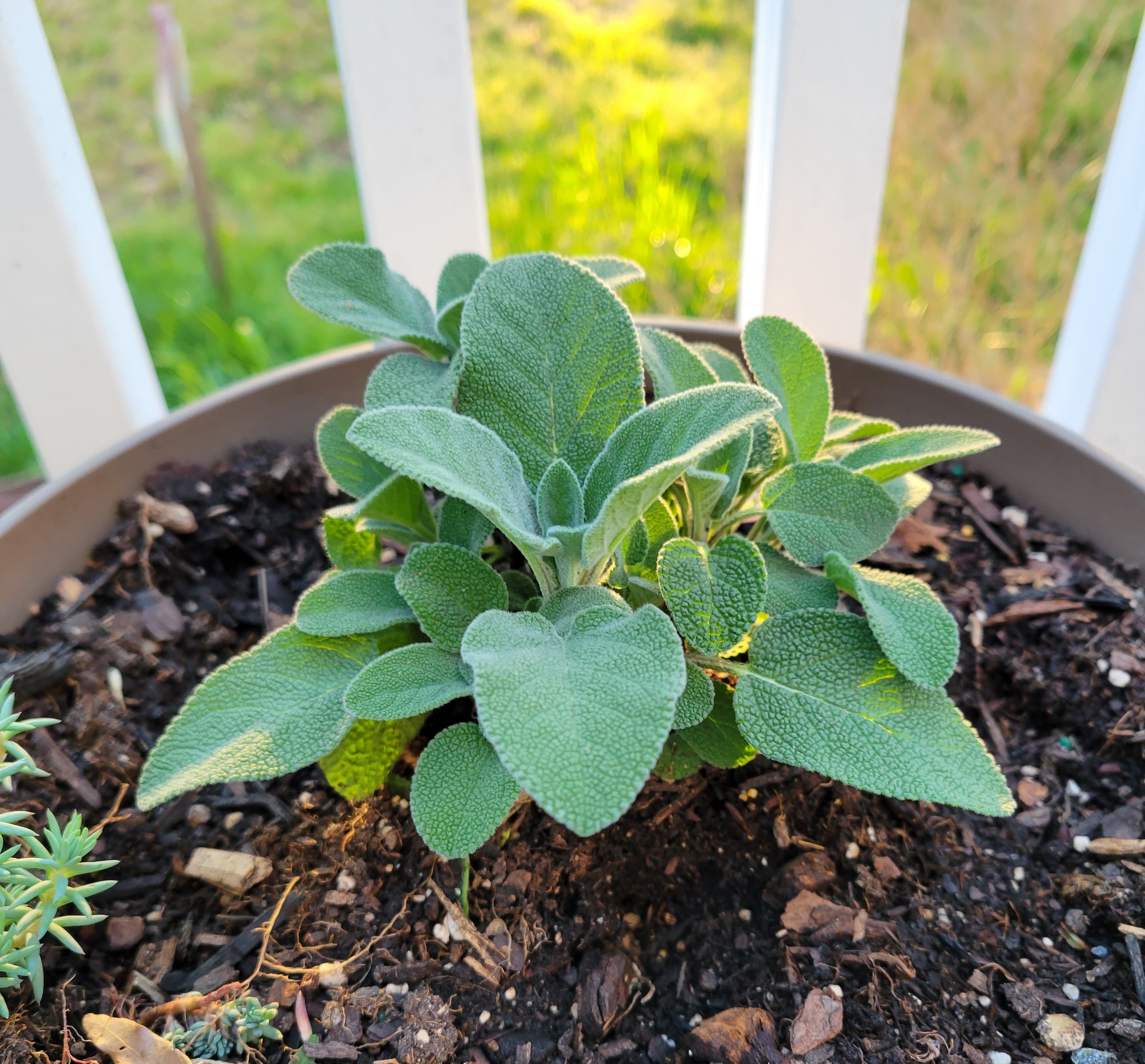 Chesapeake College Gardening Courses (Wye Mills, Maryland) thumbnail