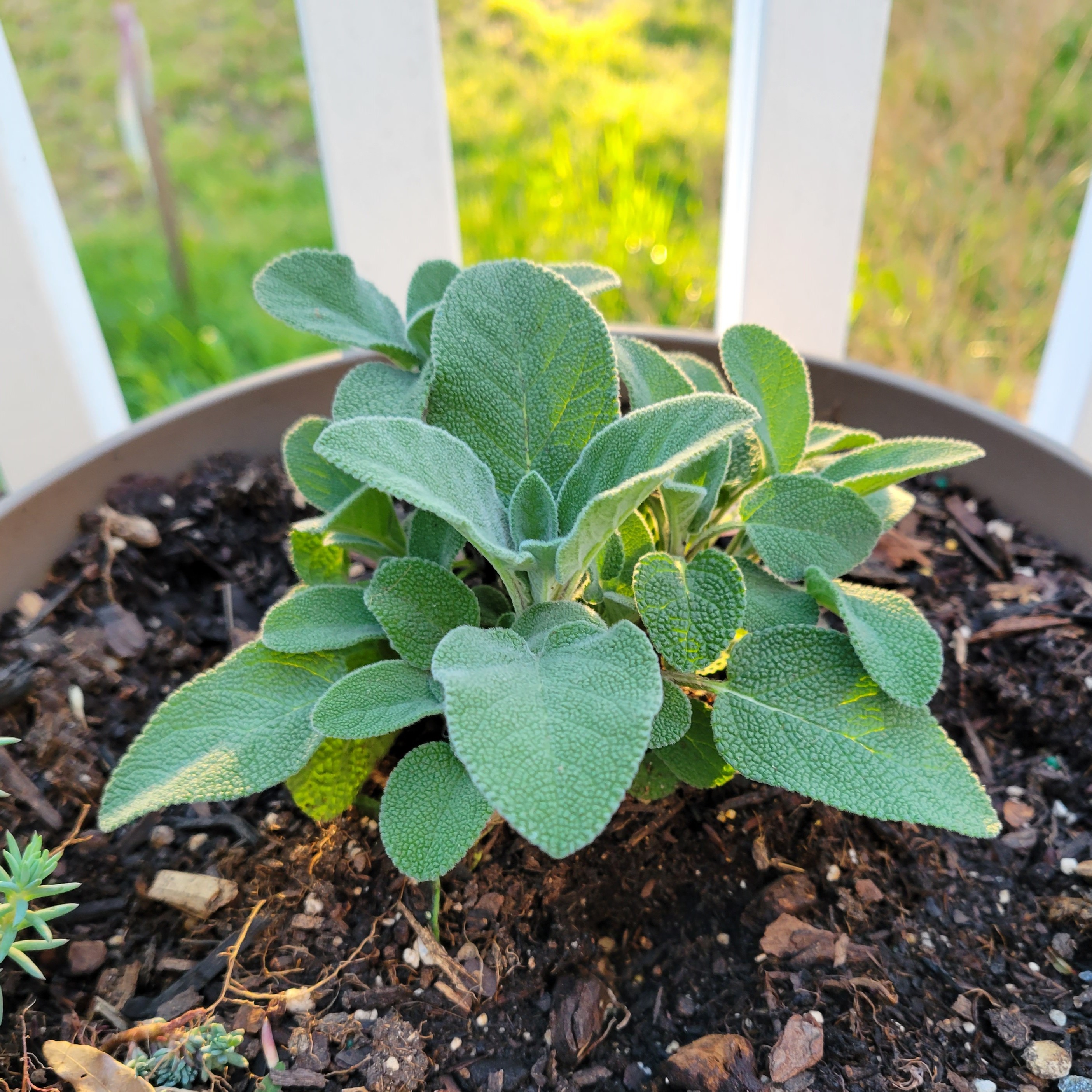 Container Gardening course at Chesapeake College thumbnail