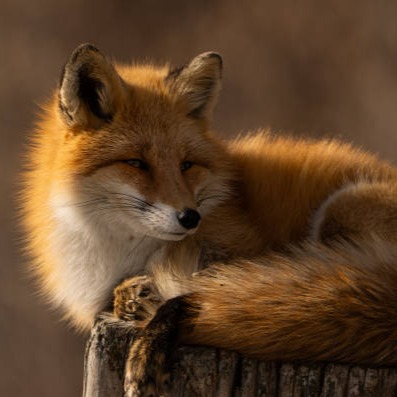 iStock - Getty Images thumbnail