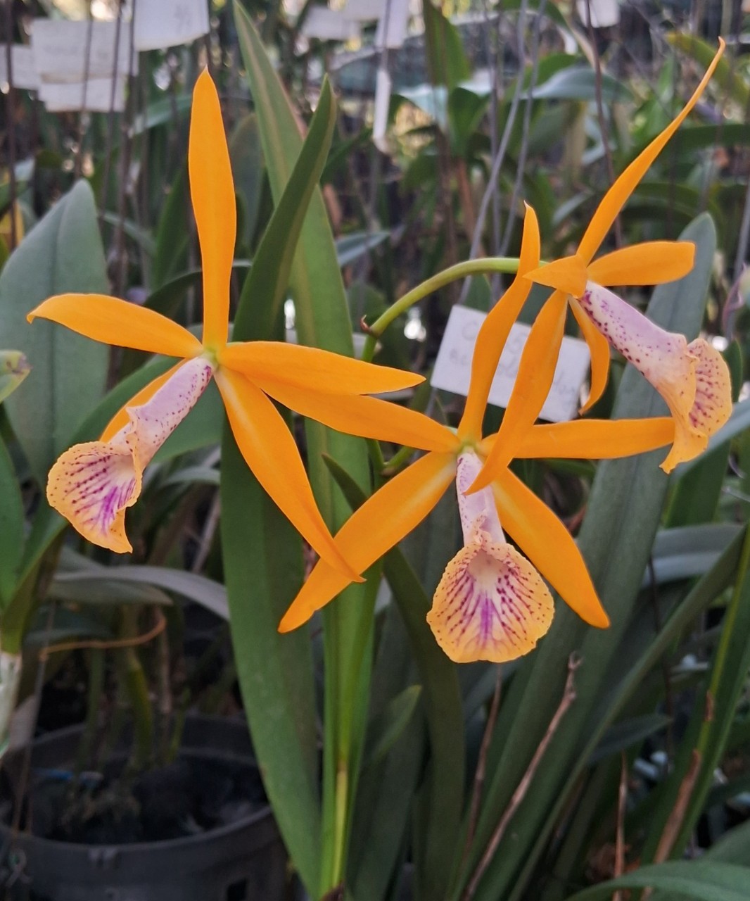 Hoalanthanhbinh.com thumbnail