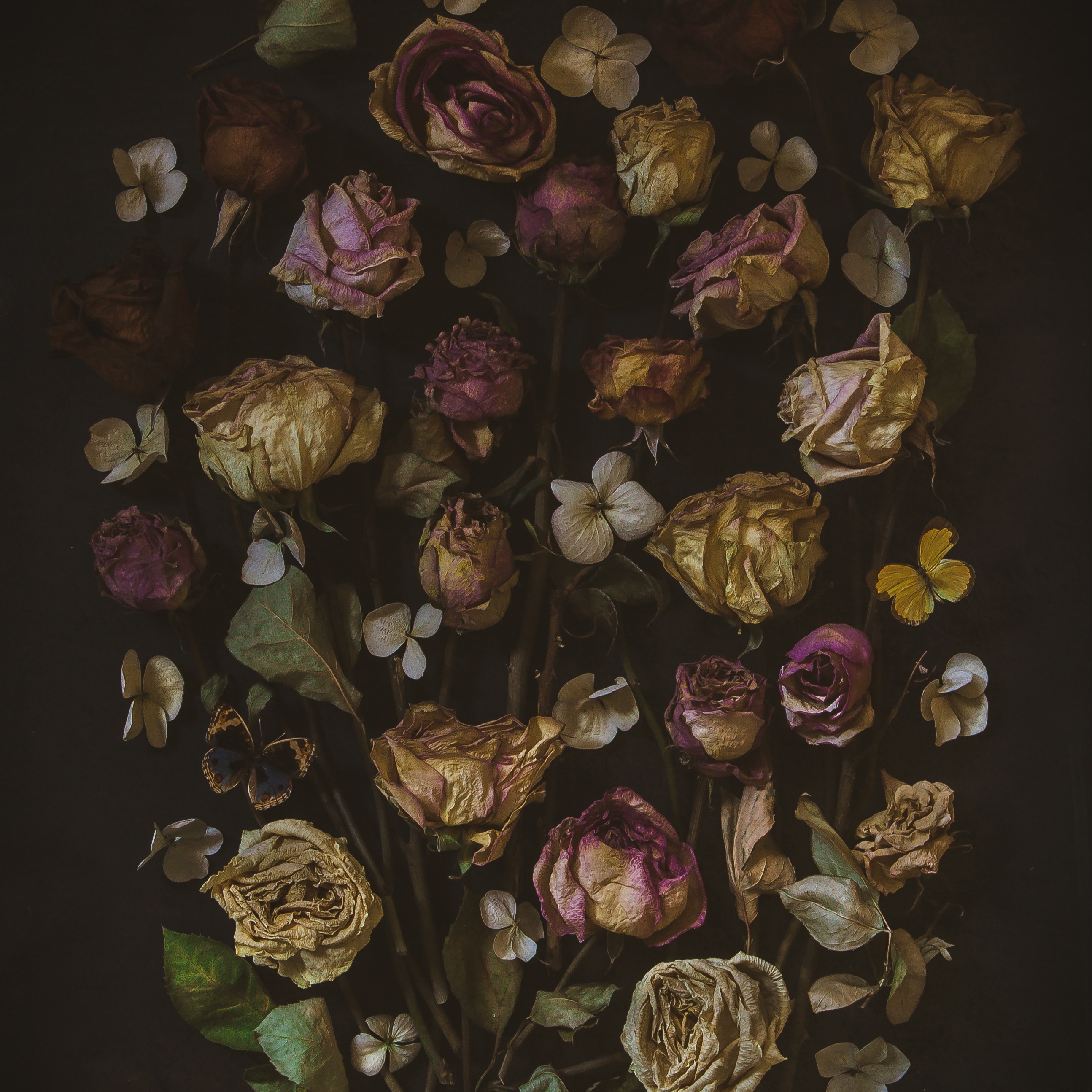 Dec Beagle - When Beauty Arrives Uninvited thumbnail