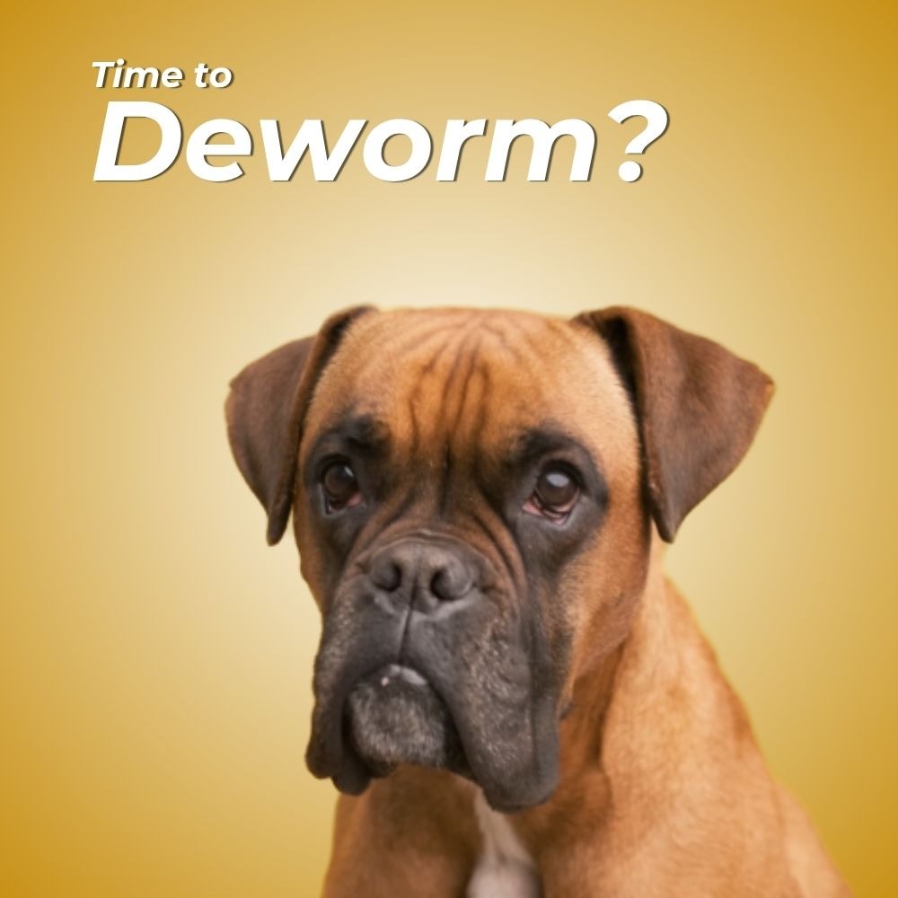 TCW - Deworming thumbnail