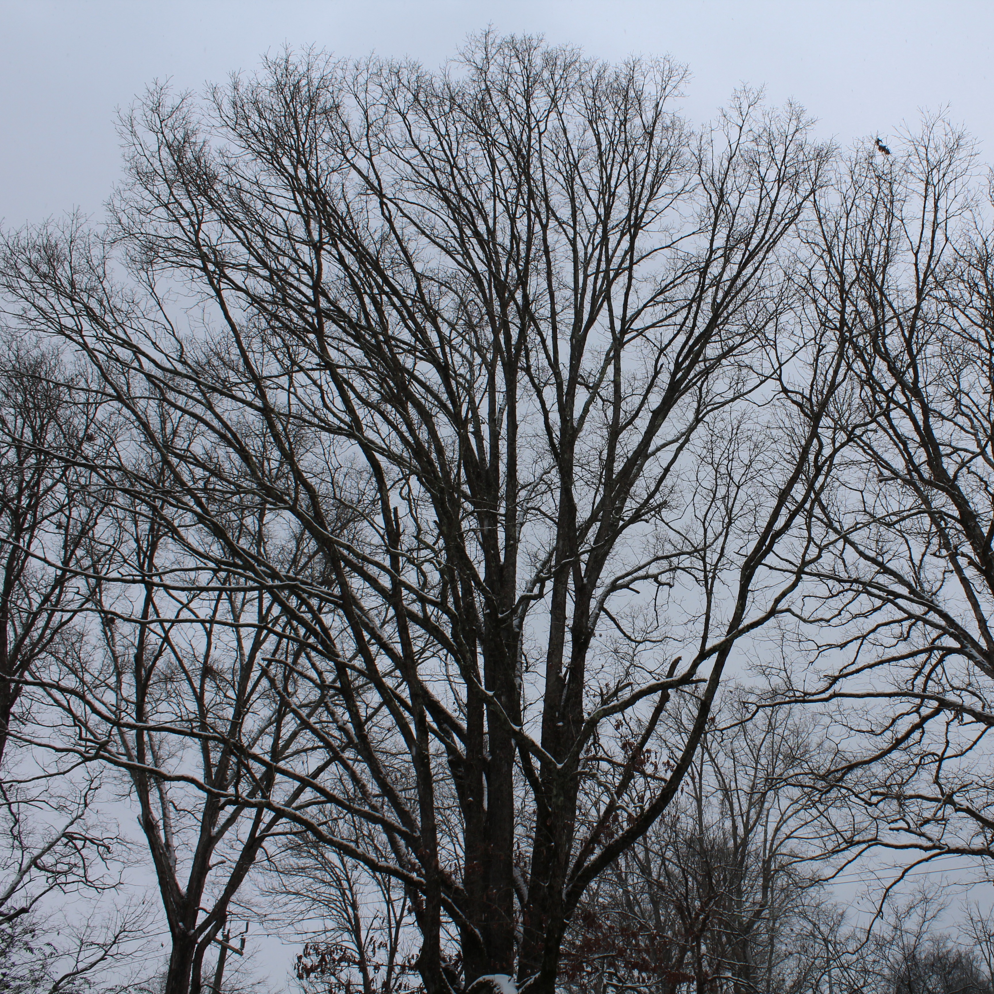 Wilderness House Literary Review, Flash Fiction "Fast" by Meredith Chester (April 2024) thumbnail