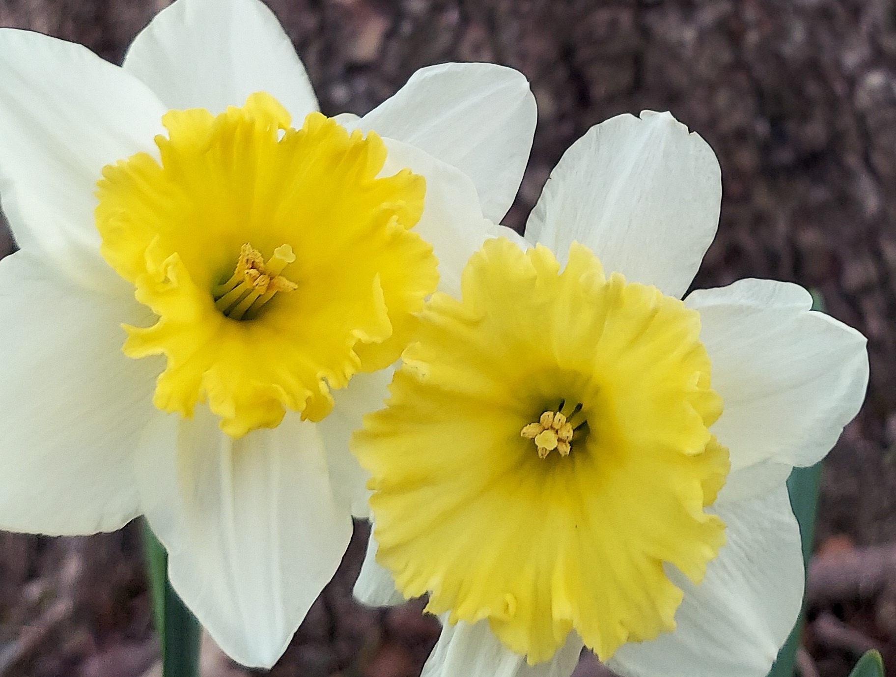 Wild Daffodil (Substack) thumbnail