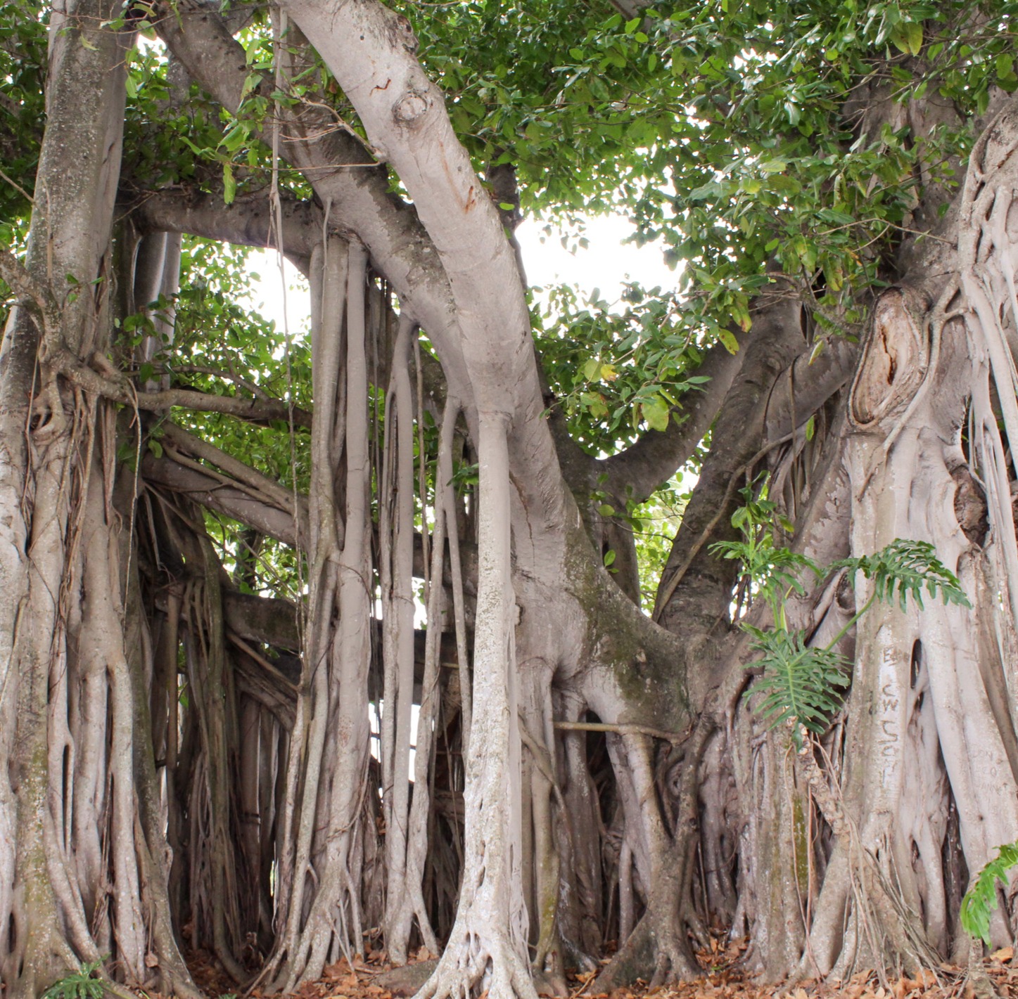 Calla Press Publishing's Spring 2025 Literary Journal, Fiction "The Banyan Tree" by Meredith Chester (July 2025) thumbnail