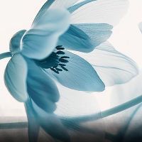 Intuitivan energetski tretman  1:1   15min     30€ thumbnail