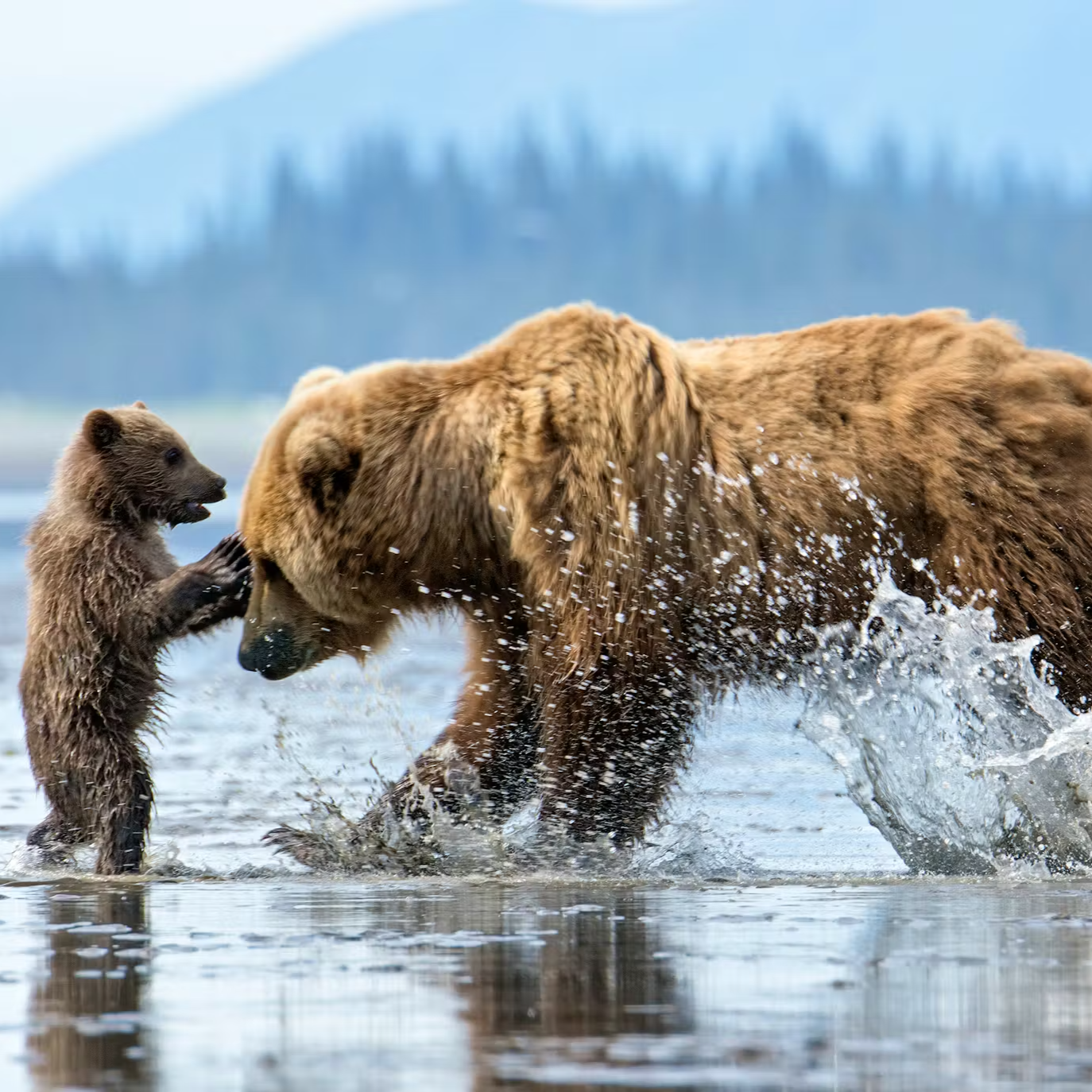 10-Day Denali Cruisetour | Nieuw Amsterdam } July 1-11, 2027 thumbnail