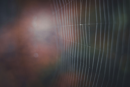 Animistic Practices  thumbnail