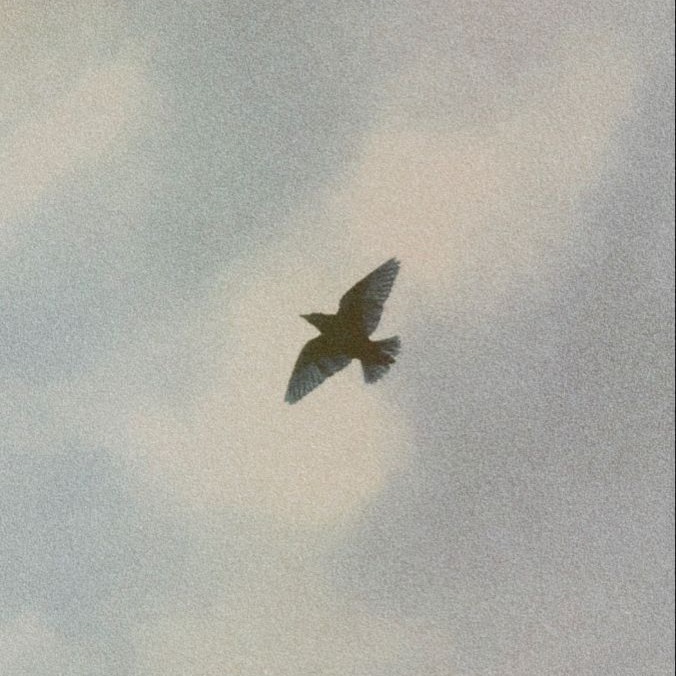 Portafolio thumbnail