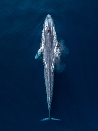 Baja California: Cetacean sanctuary - Oceanographic thumbnail