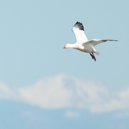 Merced NWR Signup thumbnail