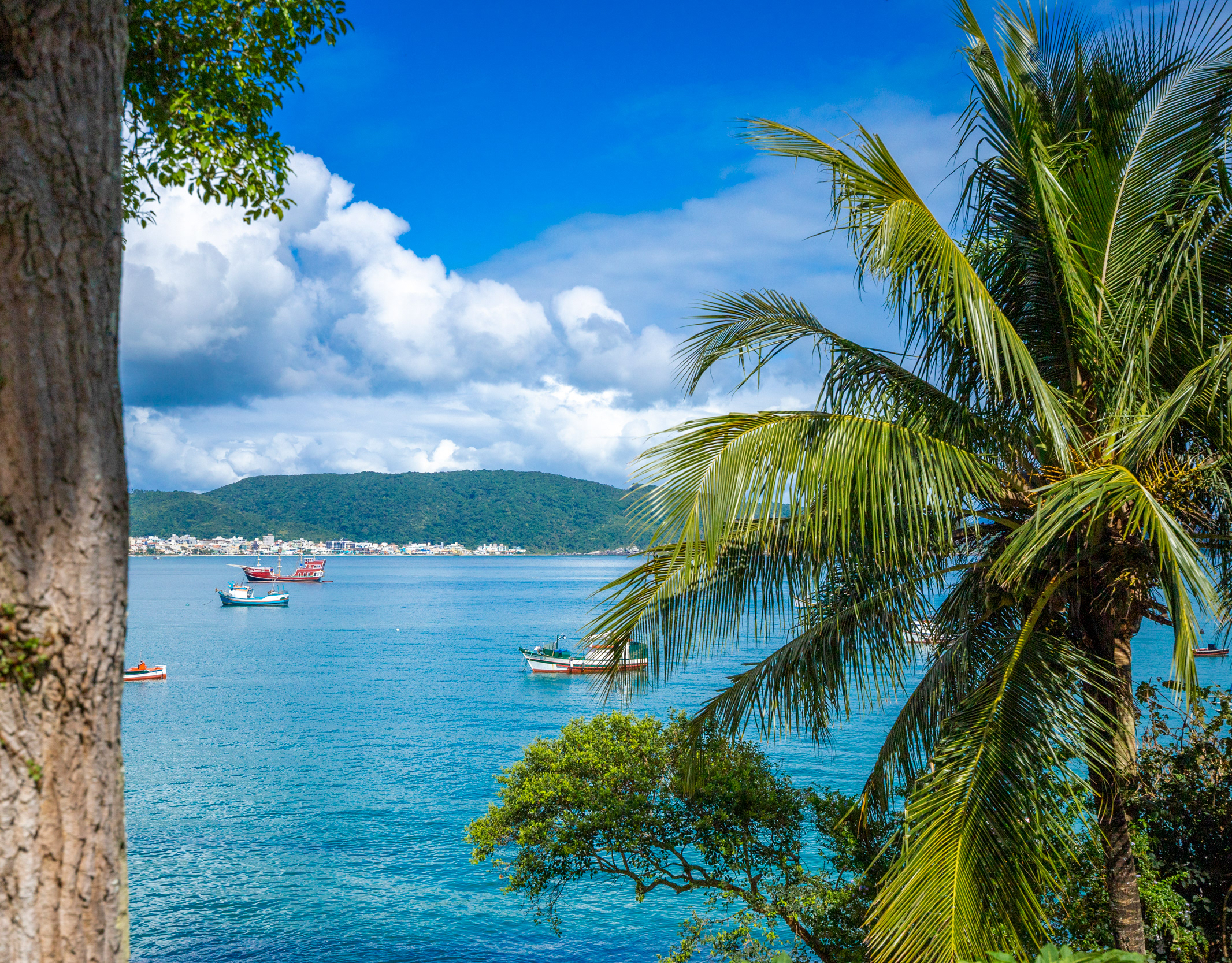 Catálogo | Coleções thumbnail