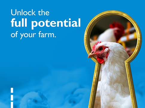 POULTRY LIGHTING - Download case study thumbnail