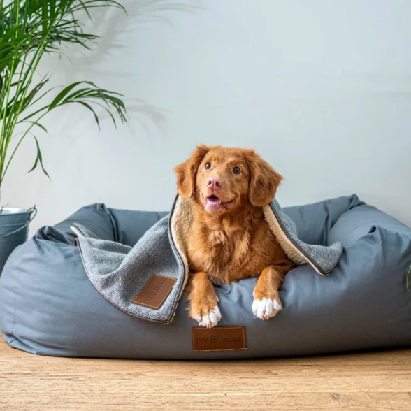 🎥 Watch NEW “Our Faves: Greener Pet Accessories” Episode thumbnail