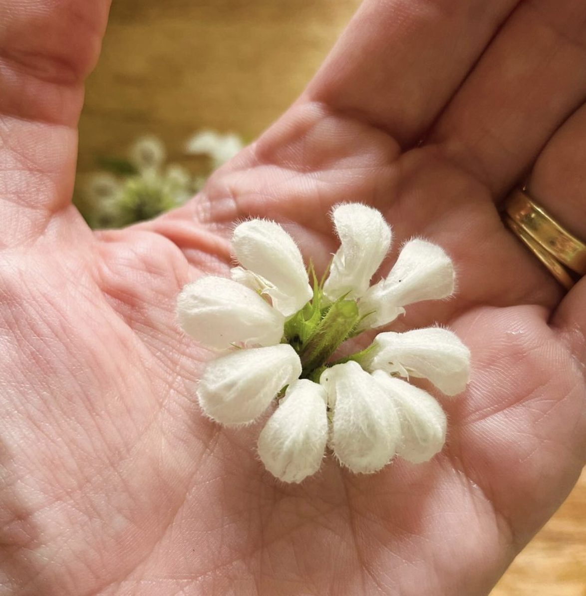 Dead Nettle Soap     £5 (85g) thumbnail