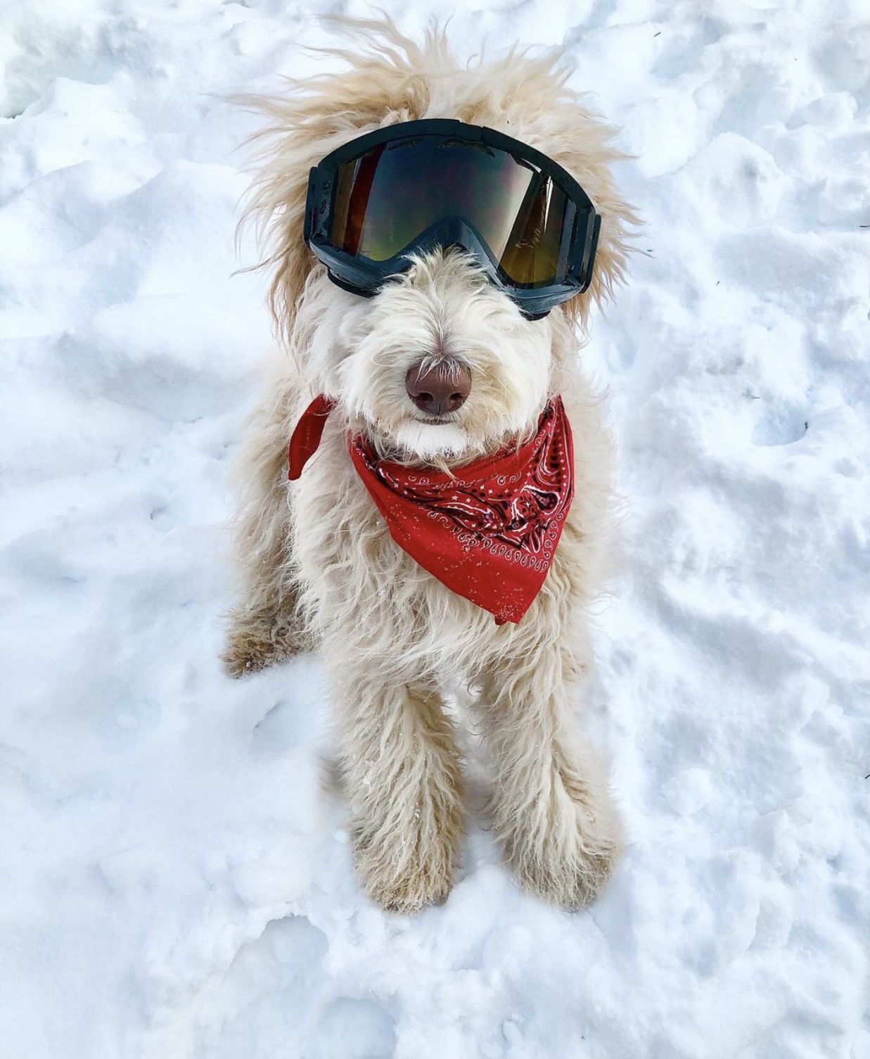 Rippinwild (other cute doggos)  thumbnail