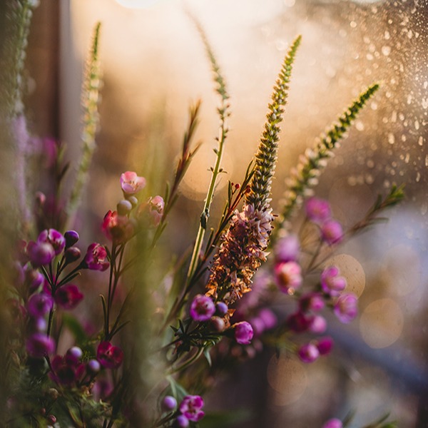 Self-Paced Flower Photography Mini Workshop  thumbnail