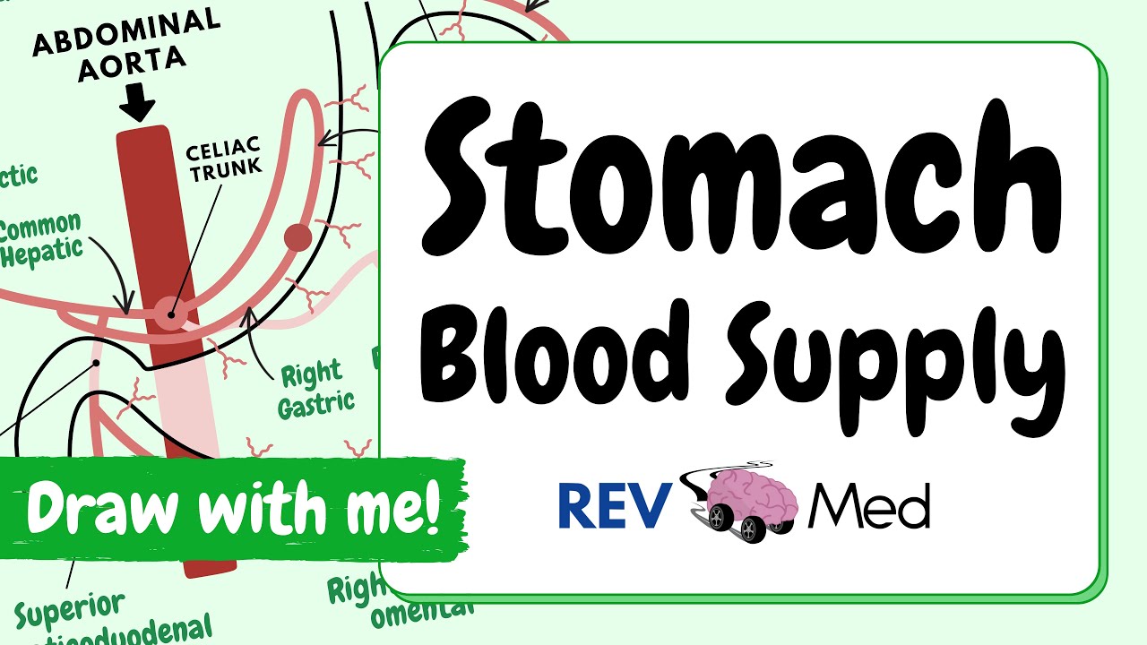 Stomach Arterial supply | Abdomen (EASIEST VIDEO) thumbnail