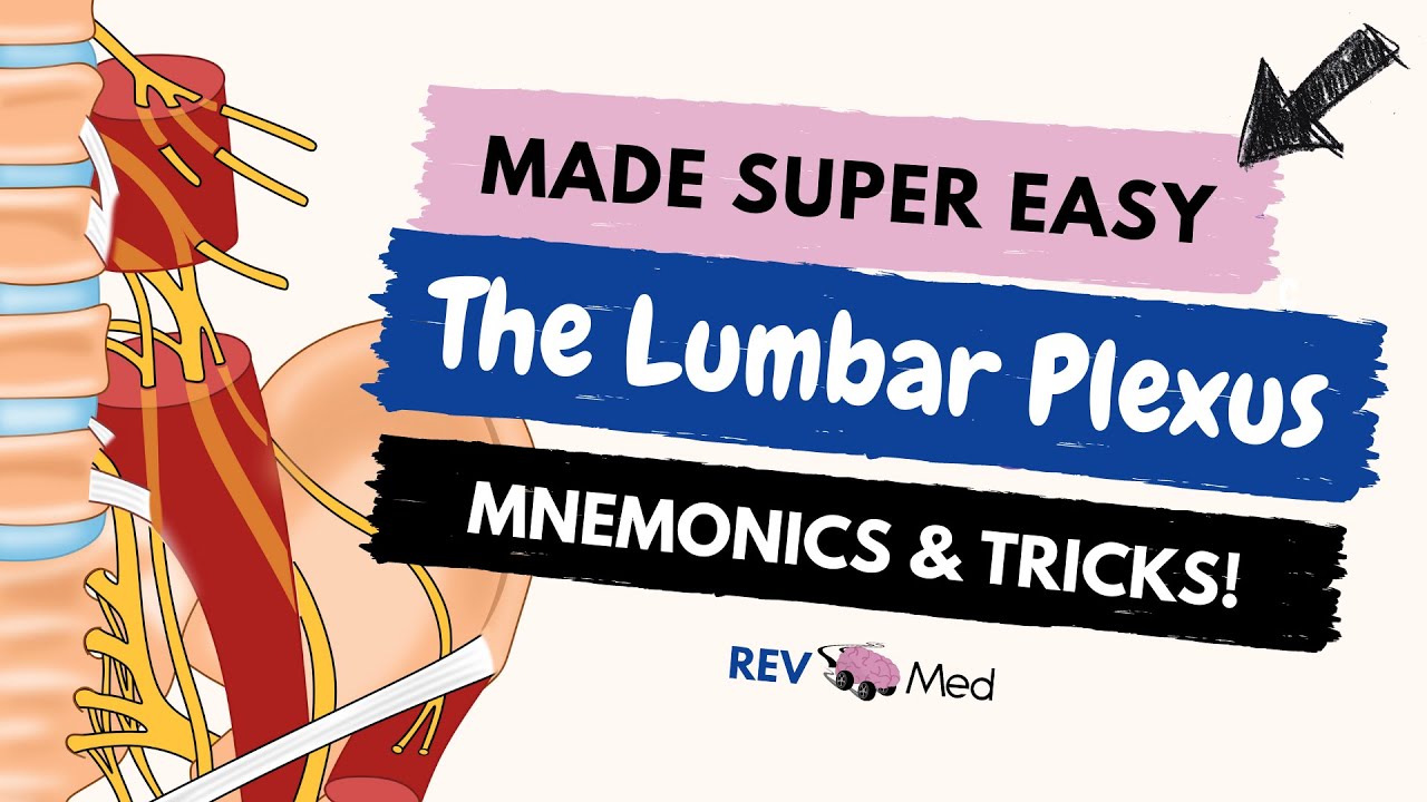 Lumbar Plexus branches with Mnemonic [Lower Limb Anatomy] thumbnail
