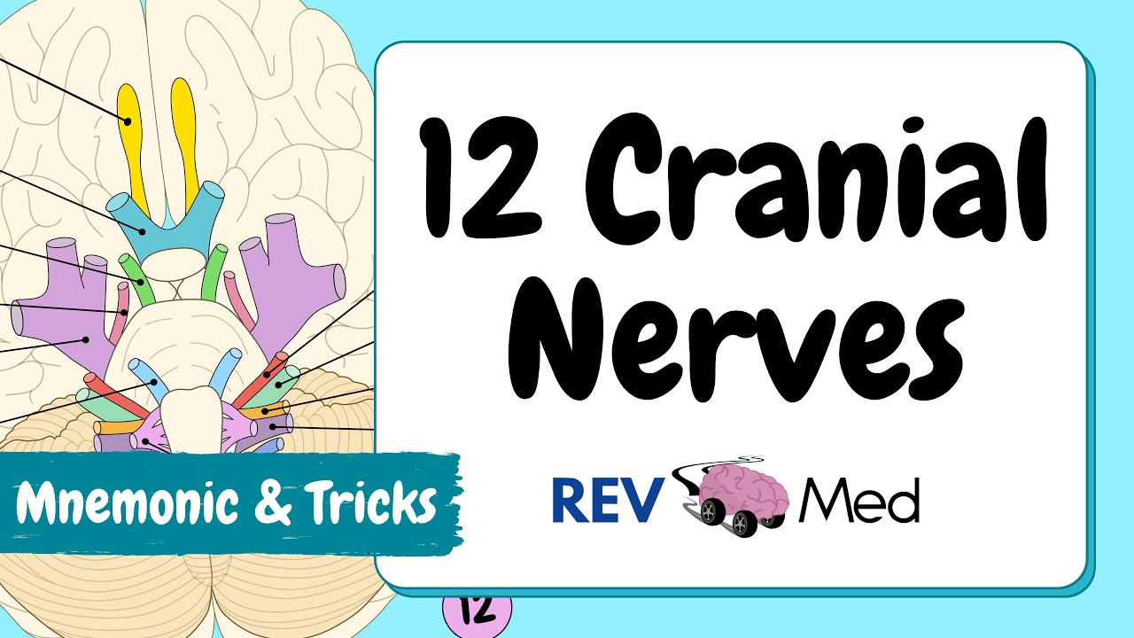 Cranial Nerves: Only Video You NEED! (MUST WATCH) thumbnail