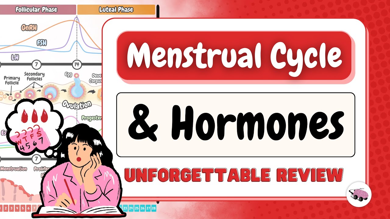 Menstrual Cycle Explained: Hormones, Ovulation & Phases Simplified thumbnail