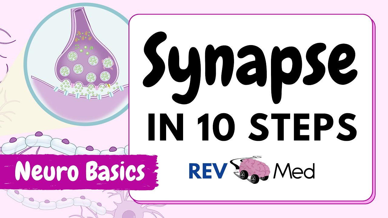 Synaptic Transmission: The Synapse (10 easy steps) | Neuro thumbnail