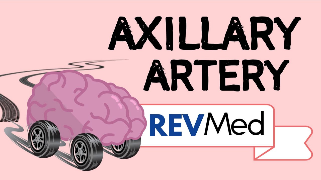 Axillary Artery with Easy Mnemonics! thumbnail