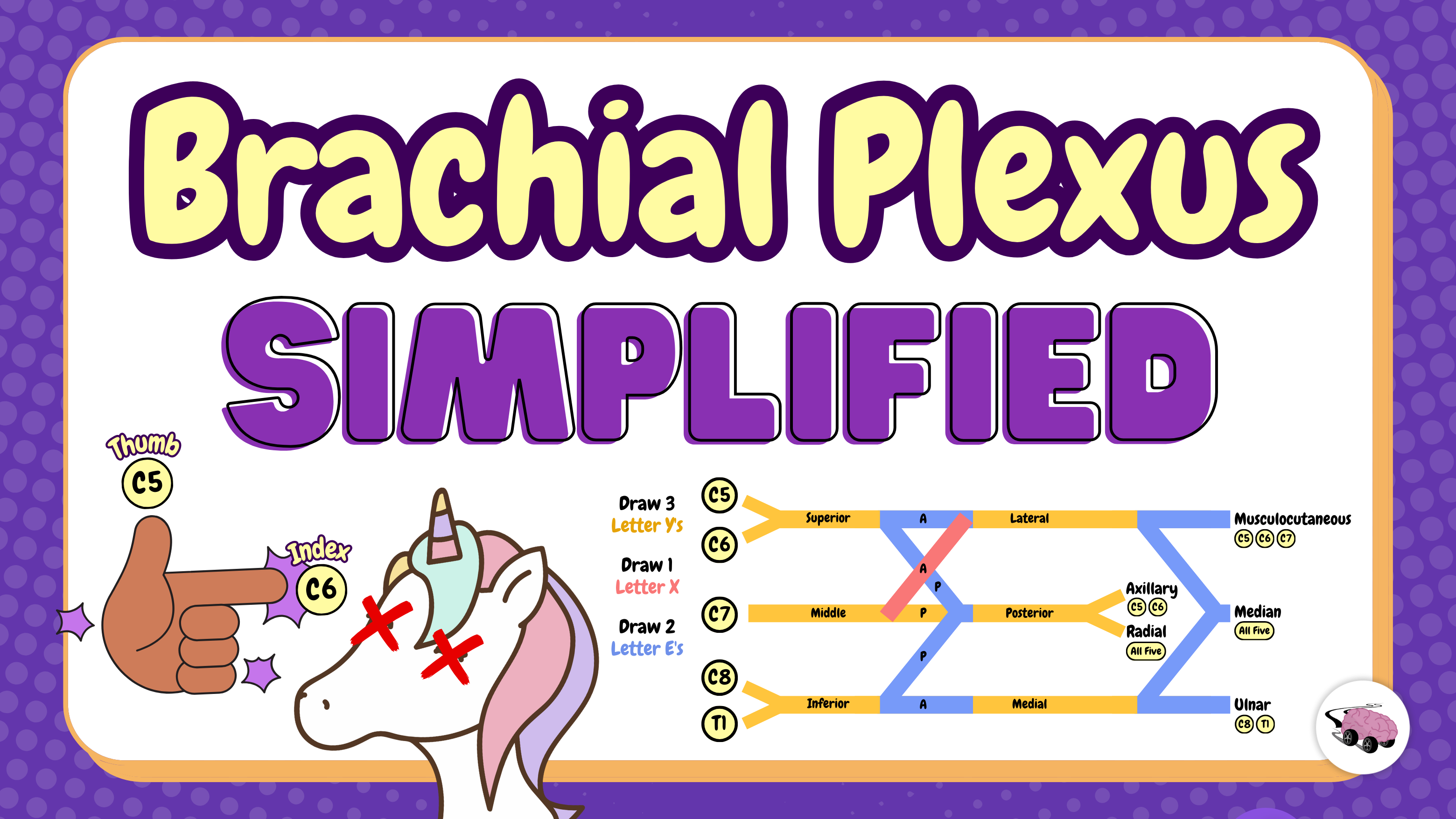 Brachial Plexus thumbnail