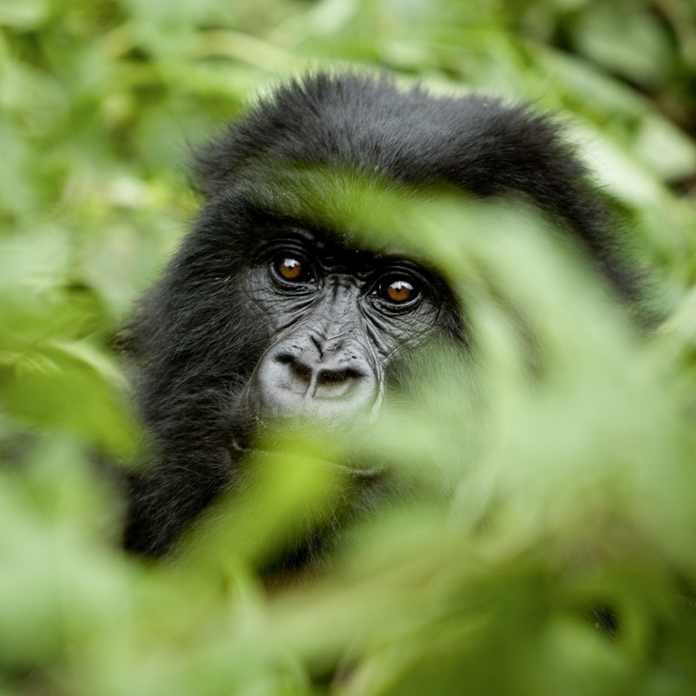 Travel writing and wildlife photography thumbnail